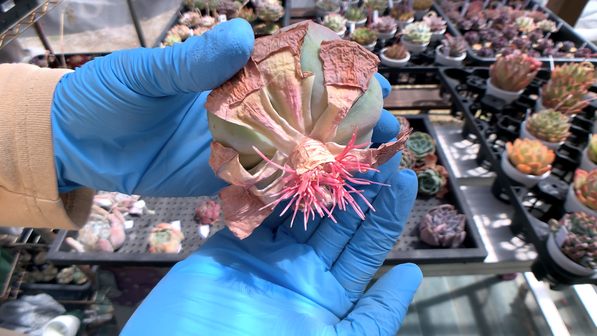 多肉植物】発根した胴切り後の頭（カット苗）を植え付けよう！｜幸せの 