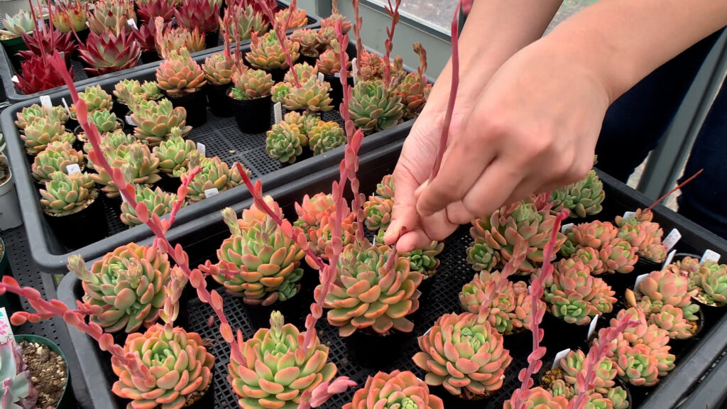 デントラチェムの花芽を摘む様子