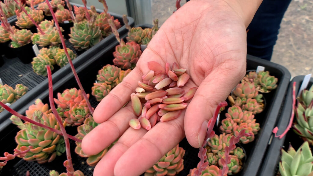 デントラチェムの花芽から取れた葉挿し