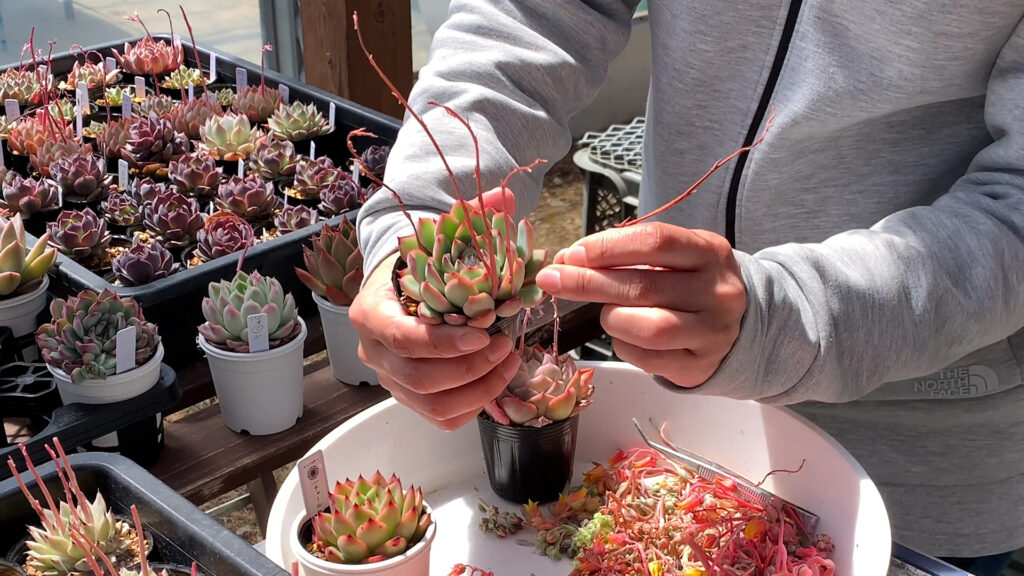 カリカリに乾燥した花芽