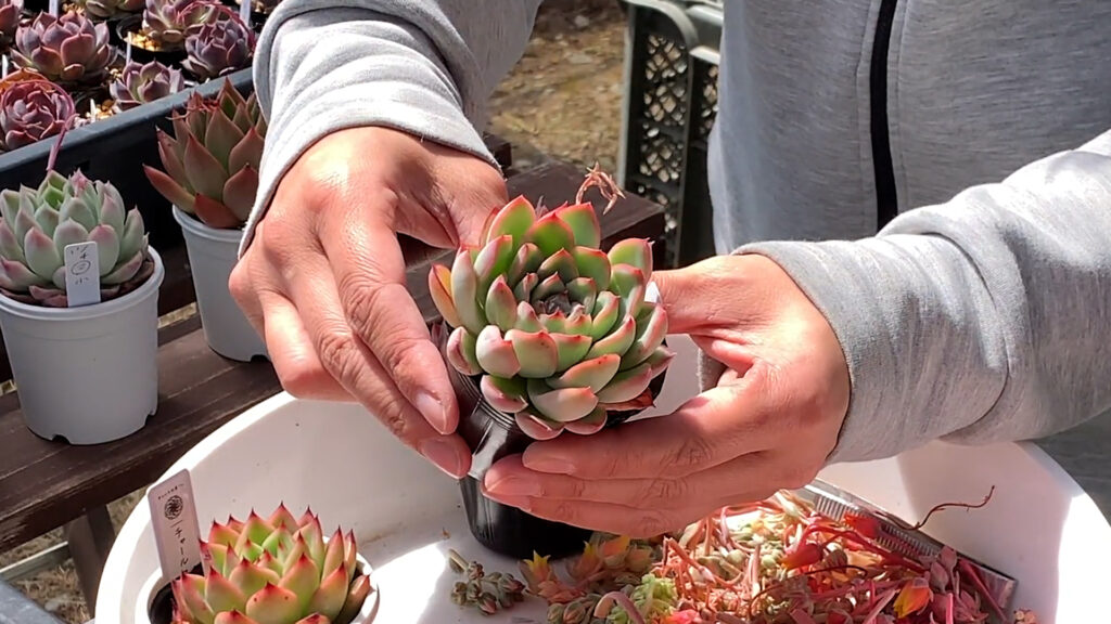 花芽を取った多肉