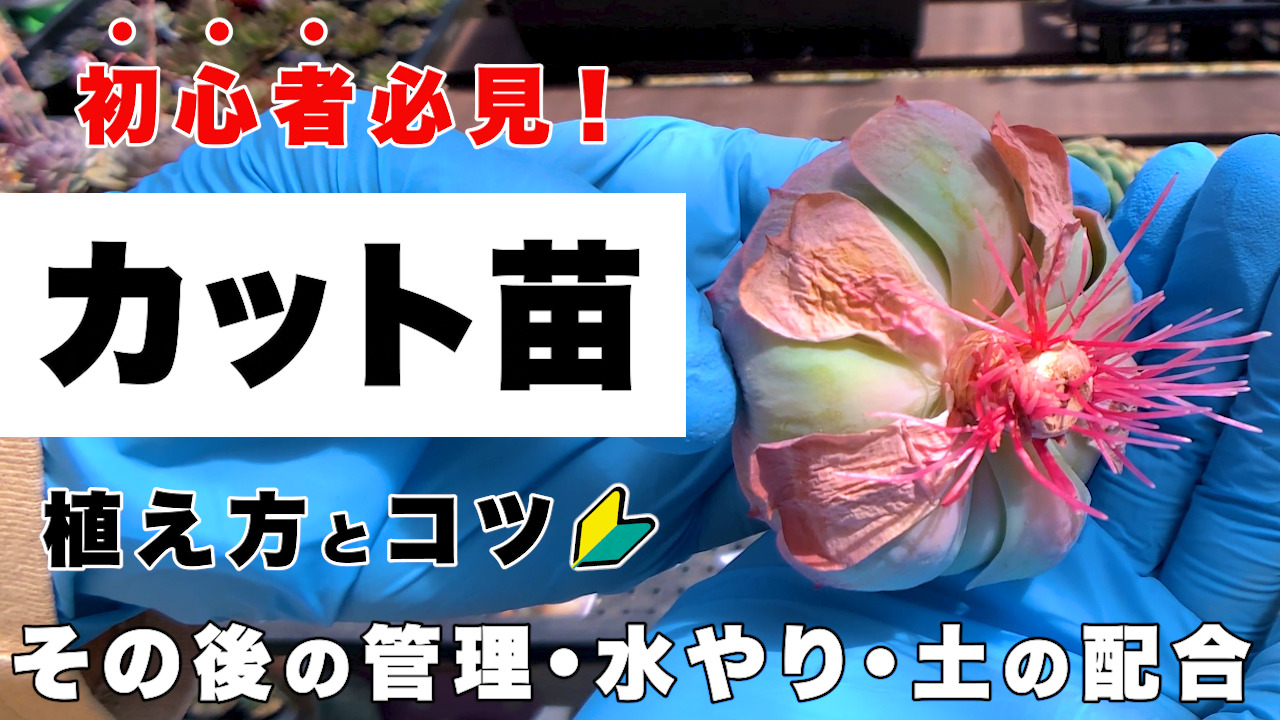 多肉植物】発根した胴切り後の頭（カット苗）を植え付けよう！｜幸せの 