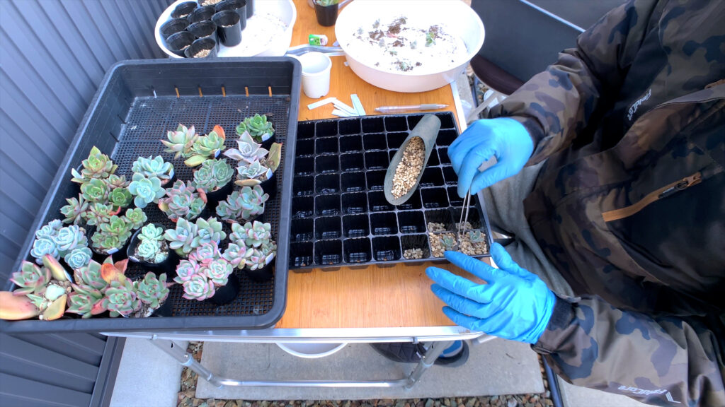 プラグトレイに多肉を植える様子