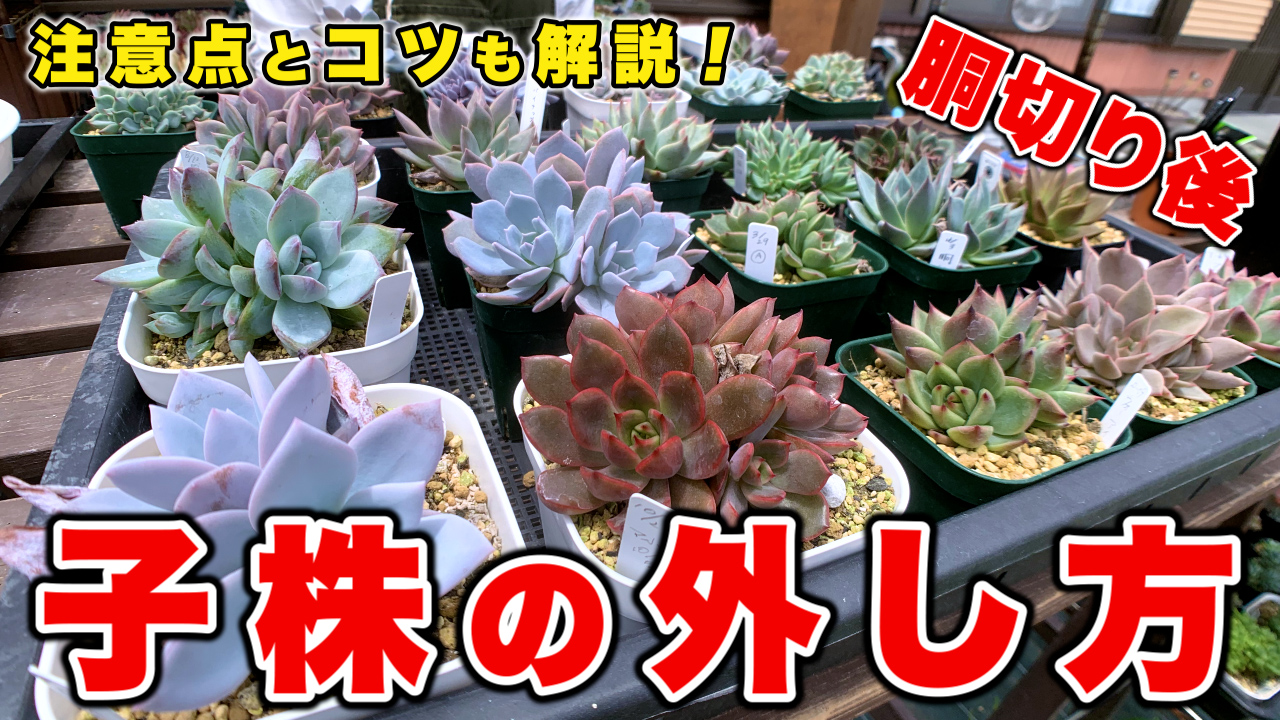 多肉植物 韓国苗 レッドグラス おりたたま